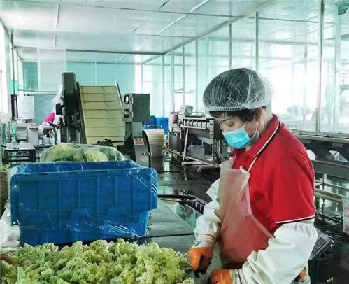 中國人壽財險為預制菜提供專屬定制服務 保障食品安全 護航產業發展